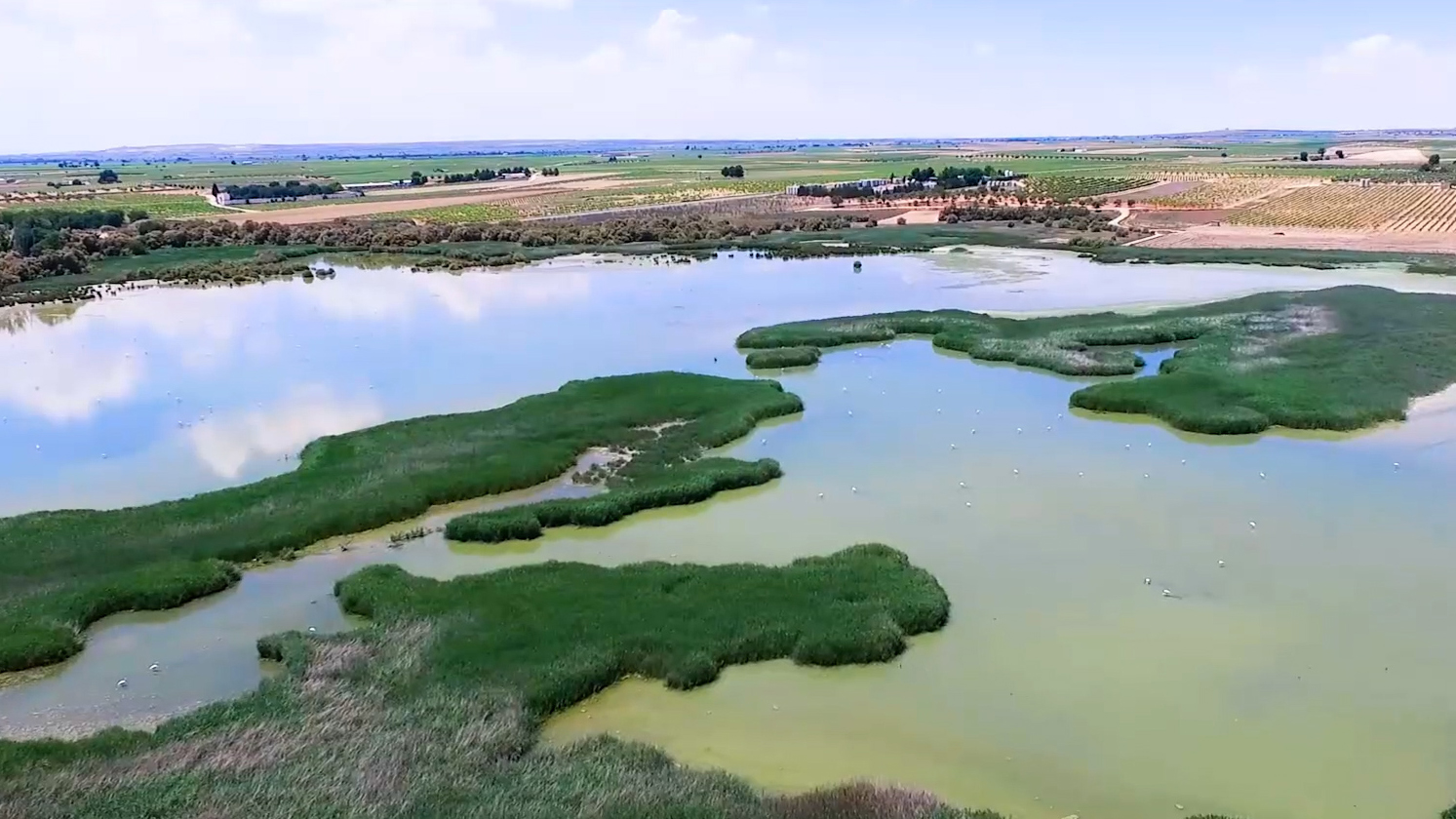 Mancha Occidental II